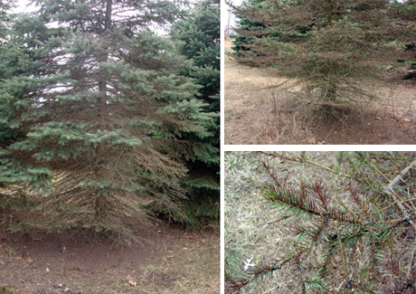 spruce cast disease needle trees msu tree diseases casting problems extension evergreens wrong